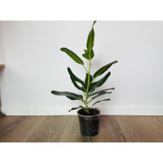 Фикус Одри (Ficus benghalensis 'Audrey') 14/35