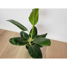 Фикус Одри (Ficus benghalensis 'Audrey') 14/35