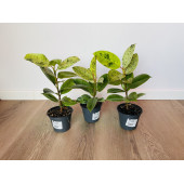 Фикус Эластика Шривериана (Ficus elastica 'Schrijveriana')