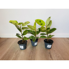 Фикус Эластика Шривериана (Ficus elastica 'Schrijveriana')