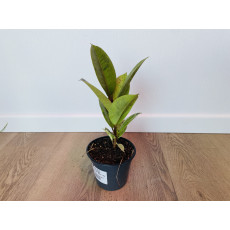 Фикус Эластика Шривериана (Ficus elastica 'Schrijveriana')