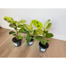 Фикус Эластика Шривериана (Ficus elastica 'Schrijveriana')