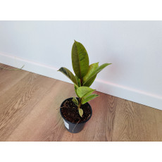 Фикус Эластика Шривериана (Ficus elastica 'Schrijveriana')