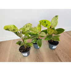 Фикус Эластика Шривериана (Ficus elastica 'Schrijveriana')