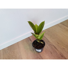 Фикус Эластика Шривериана (Ficus elastica 'Schrijveriana')