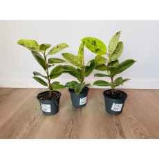 Фикус Эластика Шривериана (Ficus elastica 'Schrijveriana')