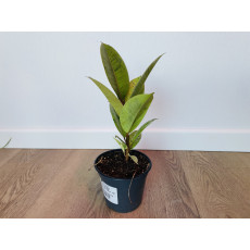 Фикус Эластика Шривериана (Ficus elastica 'Schrijveriana')