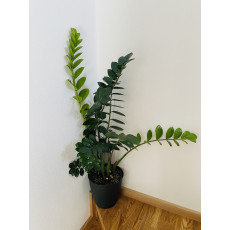 Замиокулькас Замиелистный (Zamioculcas zamiifolia)