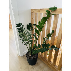 Замиокулькас Замиелистный (Zamioculcas zamiifolia)