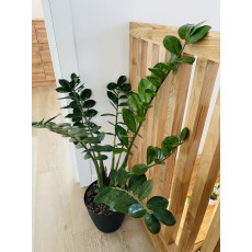 Замиокулькас Замиелистный (Zamioculcas zamiifolia)