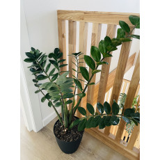 Замиокулькас Замиелистный (Zamioculcas zamiifolia)