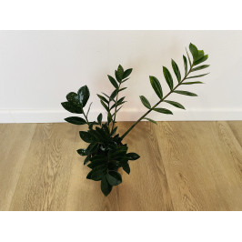 Замиокулькас Замиелистный (Zamioculcas zamiifolia)