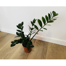 Замиокулькас Замиелистный (Zamioculcas zamiifolia)