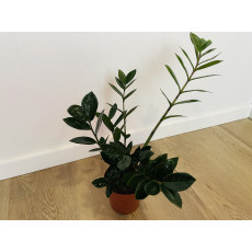 Замиокулькас Замиелистный (Zamioculcas zamiifolia)
