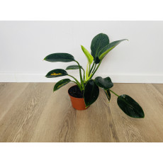 Филодендрон Грин Принцесс (Philodendron Green Princess)