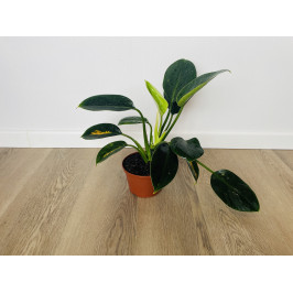 Филодендрон Грин Принцесс (Philodendron Green Princess)