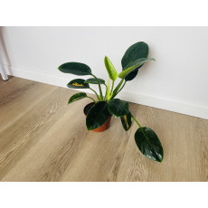 Филодендрон Грин Принцесс (Philodendron Green Princess)