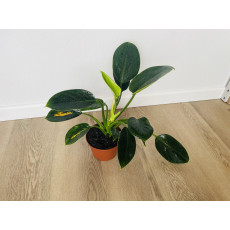Филодендрон Грин Принцесс (Philodendron Green Princess)