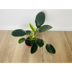 Филодендрон Грин Принцесс (Philodendron Green Princess)