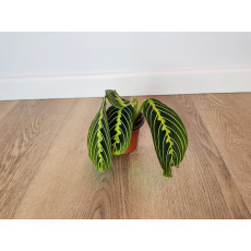 Маранта Лемон Лайм (Maranta)