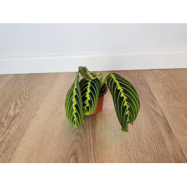 Маранта Лемон Лайм (Maranta)