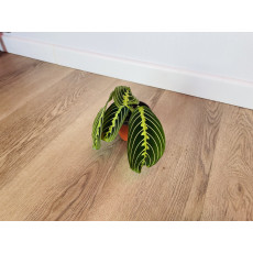 Маранта Лемон Лайм (Maranta)