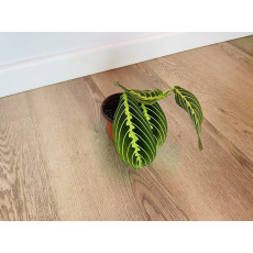 Маранта Лемон Лайм (Maranta)