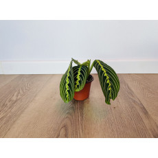 Маранта Лемон Лайм (Maranta)