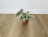 Гипоэстес (Hypoestes) 8,5/15