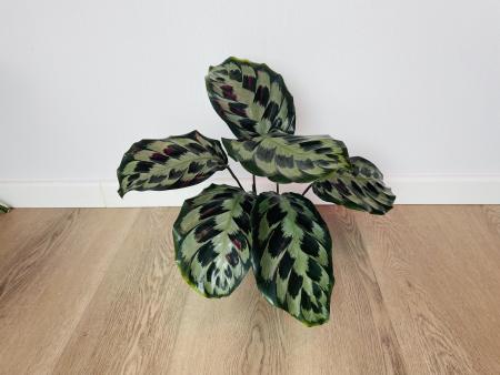 Калатея Хелен Кеннеди (Calathea Helen Kennedy)