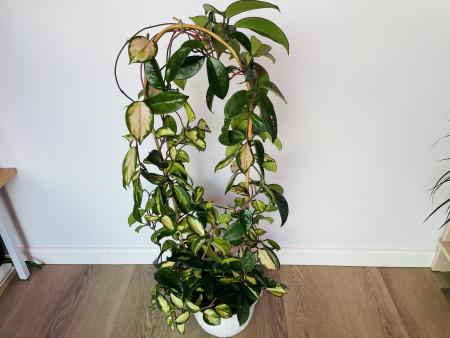 Хойя Карноза (Hoya carnosa) Вариегатная
