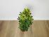 Шеффлера Луизиана (Schefflera Louisiana)