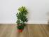 Шеффлера Луизиана (Schefflera Louisiana)