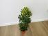 Шеффлера Луизиана (Schefflera Louisiana)