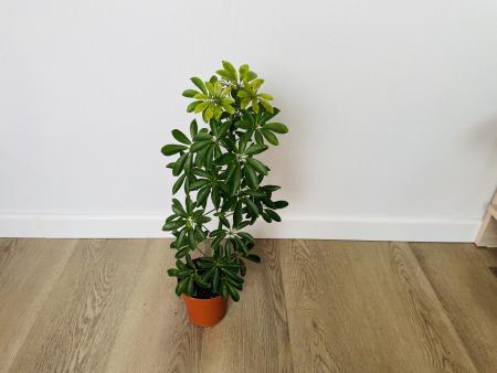 Шеффлера Луизиана (Schefflera Louisiana)