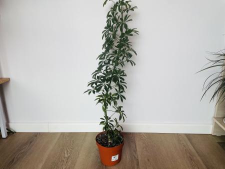 Шеффлера Луизиана (Schefflera Louisiana)