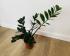 Замиокулькас Замиелистный (Zamioculcas zamiifolia)