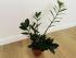 Замиокулькас Замиелистный (Zamioculcas zamiifolia)