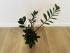 Замиокулькас Замиелистный (Zamioculcas zamiifolia)