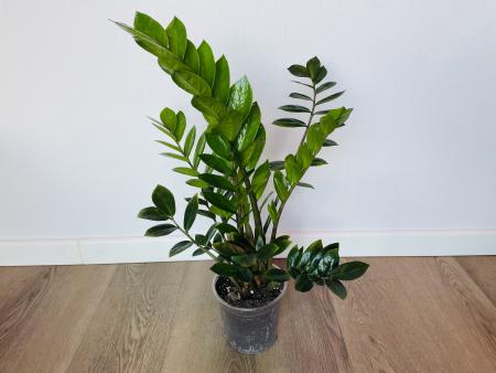 Замиокулькас Замиелистный (Zamioculcas zamiifolia)