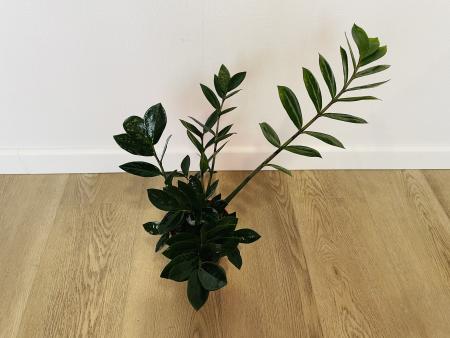 Замиокулькас Замиелистный (Zamioculcas zamiifolia)