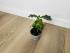 Кофейное дерево (Coffea arabica)