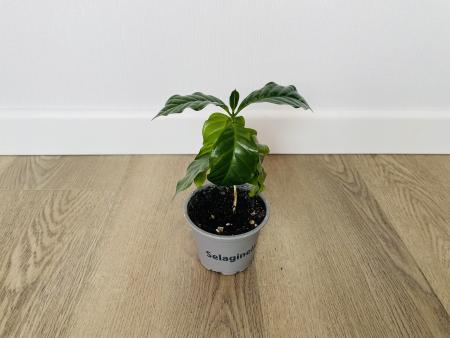 Кофейное дерево (Coffea arabica)