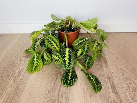 Маранта Лемон Лайм (Maranta)