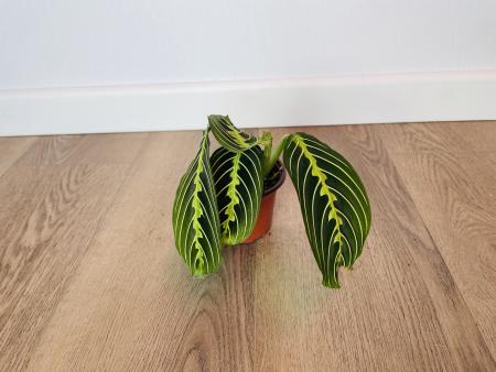 Маранта Лемон Лайм (Maranta)