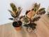Фикус Белиз (Ficus Belize)