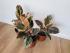 Фикус Белиз (Ficus Belize)