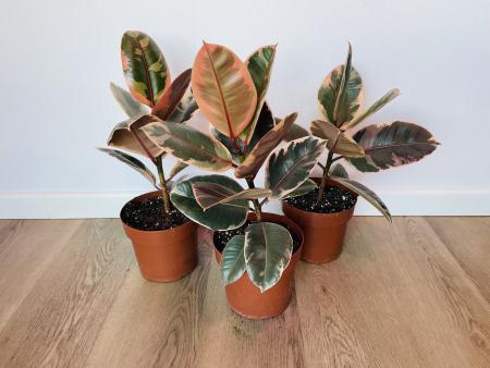 Фикус Белиз (Ficus Belize)