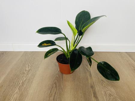 Филодендрон Грин Принцесс (Philodendron Green Princess)