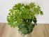 Шеффлера Нора (Schefflera Nora)